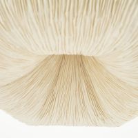 By-Boo Lokta hanglamp 3